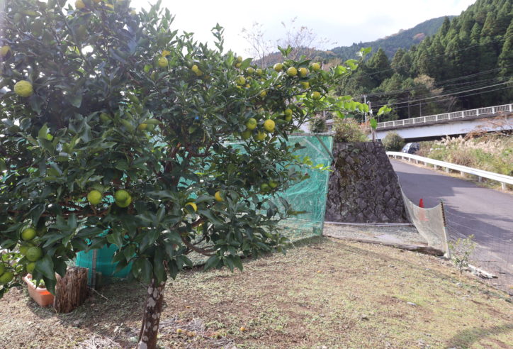 <激レア物件レポ>丹沢湖畔でアウトドアな暮らし!花火も目の前で鑑賞できる西丹沢の「特等席」を訪ねてみた <激レア物件レポ>丹沢湖畔でアウトドアな暮らし!花火も目の前で鑑賞できる西丹沢の「特等席」を訪ねてみた