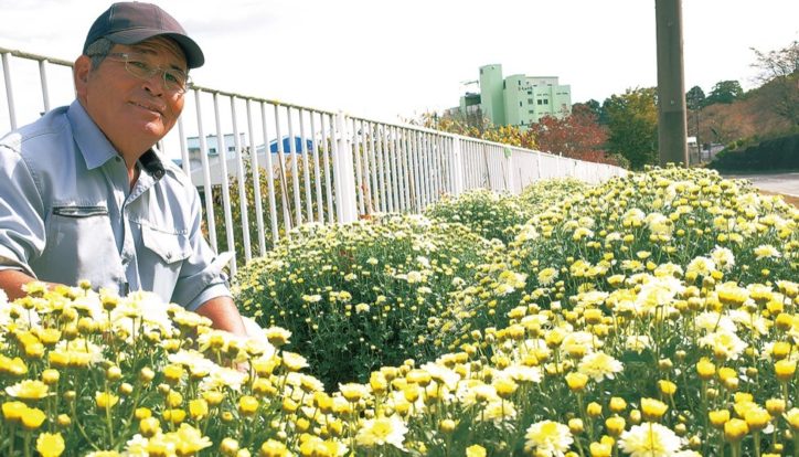 山北町の県道沿い彩るざる菊が見頃！「フラワーロード」総延長約１２０ｍに９種類２５０株