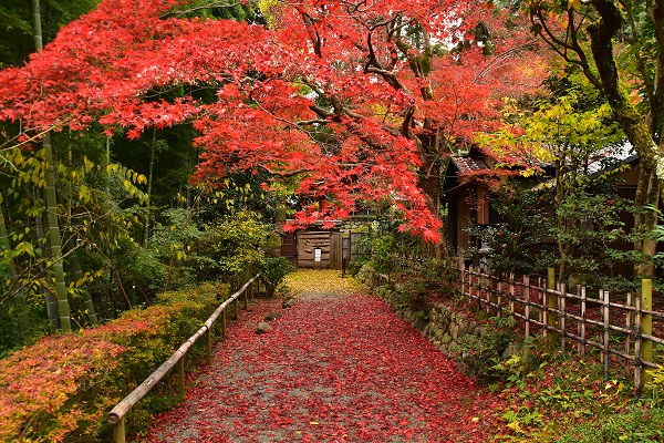 京王百草園 もぐさえん で年も 紅葉まつり 11月14日 日野市 神奈川 東京多摩のご近所情報 レアリア