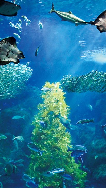 海藻で「光の宿る木」音・光・泡の演出も＠新江ノ島水族館
