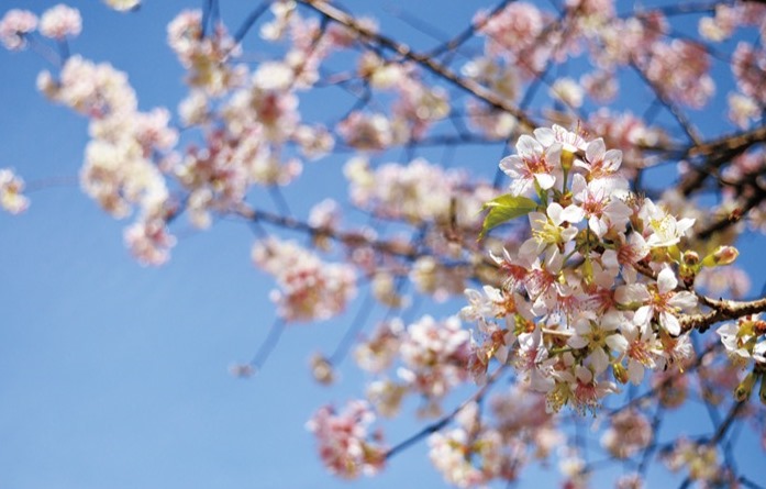 【先着400人】相模原市南区・相武台地区で桜を巡って街歩き「桜めぐりウォークラリー」開催
