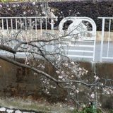 約30本の｢十月桜｣が見ごろ ＜川崎市・二ヶ領用水沿い＞