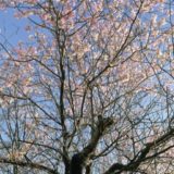 【横浜市青葉区】冬に咲くヒマラヤ桜、今年も満開に@藤が丘地区センター