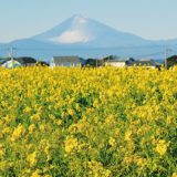 富士と菜の花の競演！横須賀ソレイユの丘で10万本が見ごろ