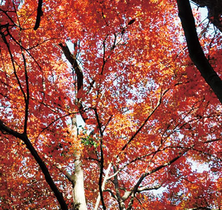 参加者募集「お伊勢山で紅葉狩り」12月25日　主催・金沢八景の自然と史跡を守る会