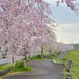 水無川沿い～白泉寺：秦野の“しだれ桜ロード”　ふんわり優しい八重咲きのしだれ桜