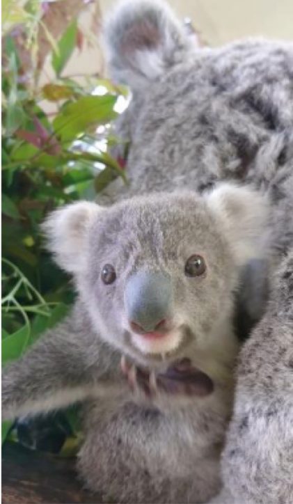 コアラの赤ちゃん 愛称投票に清き１票を 金沢区の金沢動物園で１月31日まで 神奈川 東京多摩のご近所情報 レアリア