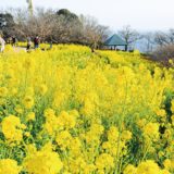 湘南にのみや 吾妻山菜の花ウォッチング　早咲き６万株と相模湾、富士山を望む大パノラマ