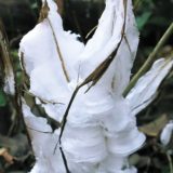 シソ科の多年草「シモバシラ」に霜柱＠天王森泉公園