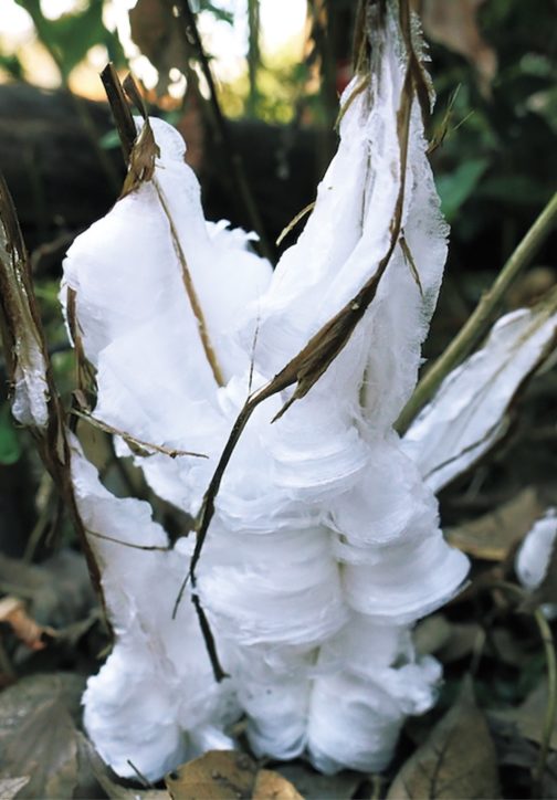 シソ科の多年草「シモバシラ」に霜柱＠天王森泉公園