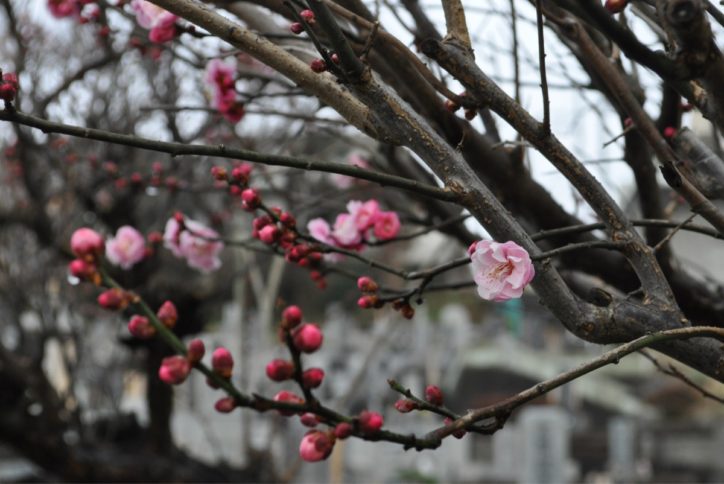 町田の梅スポット【祥雲寺・梅花の郷】3月には「寺フェス2021春の陣」開催予定