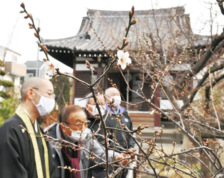 春の訪れ～梅ほころび始める、１月下旬頃には満開に@川崎市 石観音堂