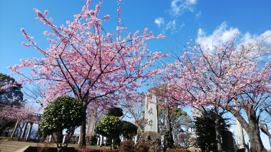 『河津桜が満開に』江の島も望める伊勢山公園（藤沢市）