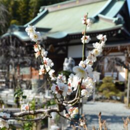 磯子区の木「梅」の花ほころぶ　 名所・妙法寺で