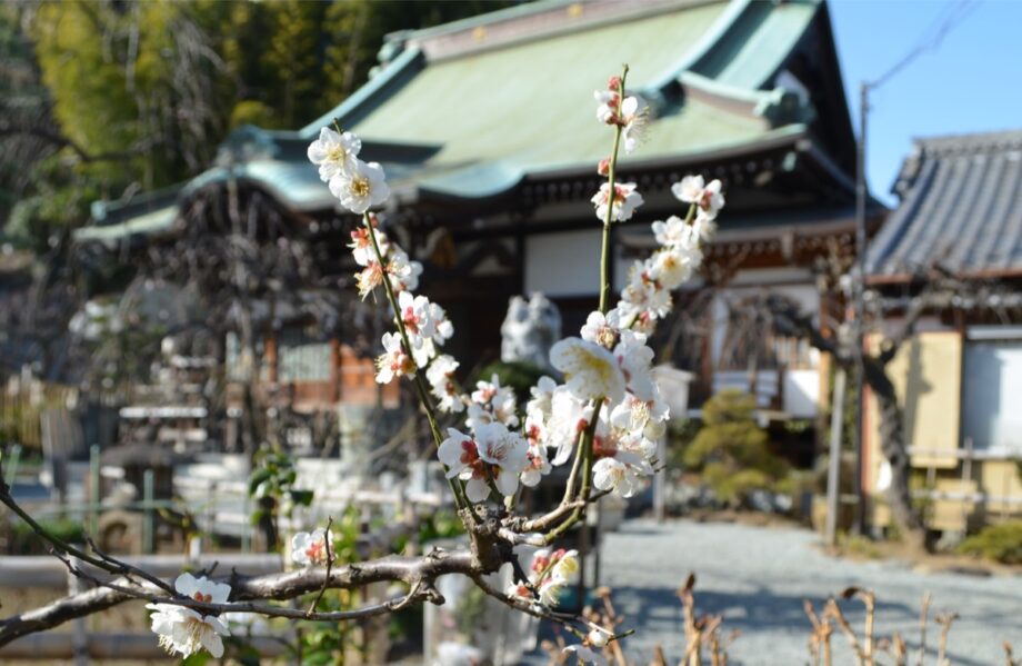 磯子区の木「梅」の花ほころぶ　 名所・妙法寺で
