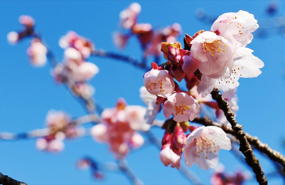 金目山光明寺で春の訪れ一足早く桜が開花＠平塚市