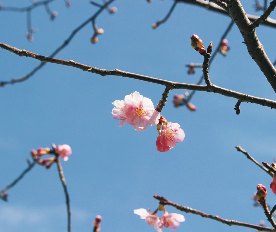 2021年早咲きの桜、初見え【多摩市乞田・貝取ふれあい広場公園】