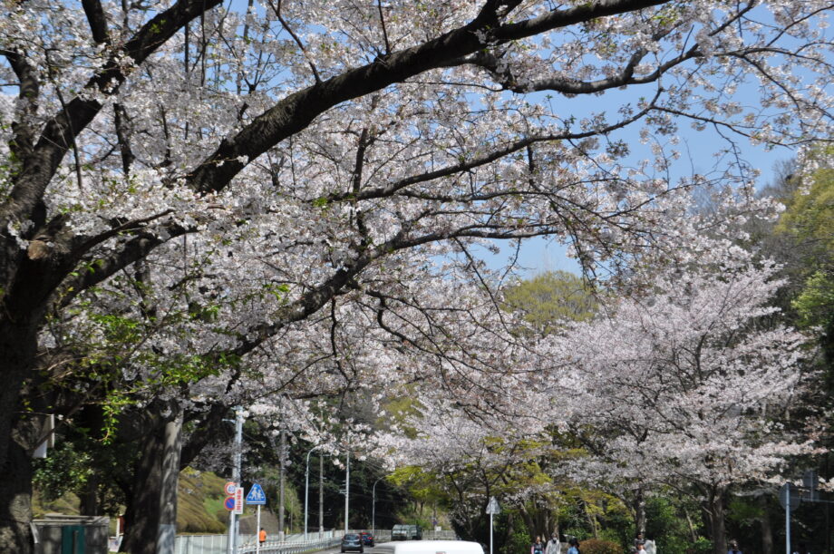 【街歩きレポ３】お花見から寺巡りまで　横浜市金沢区富岡東で歴史さんぽ