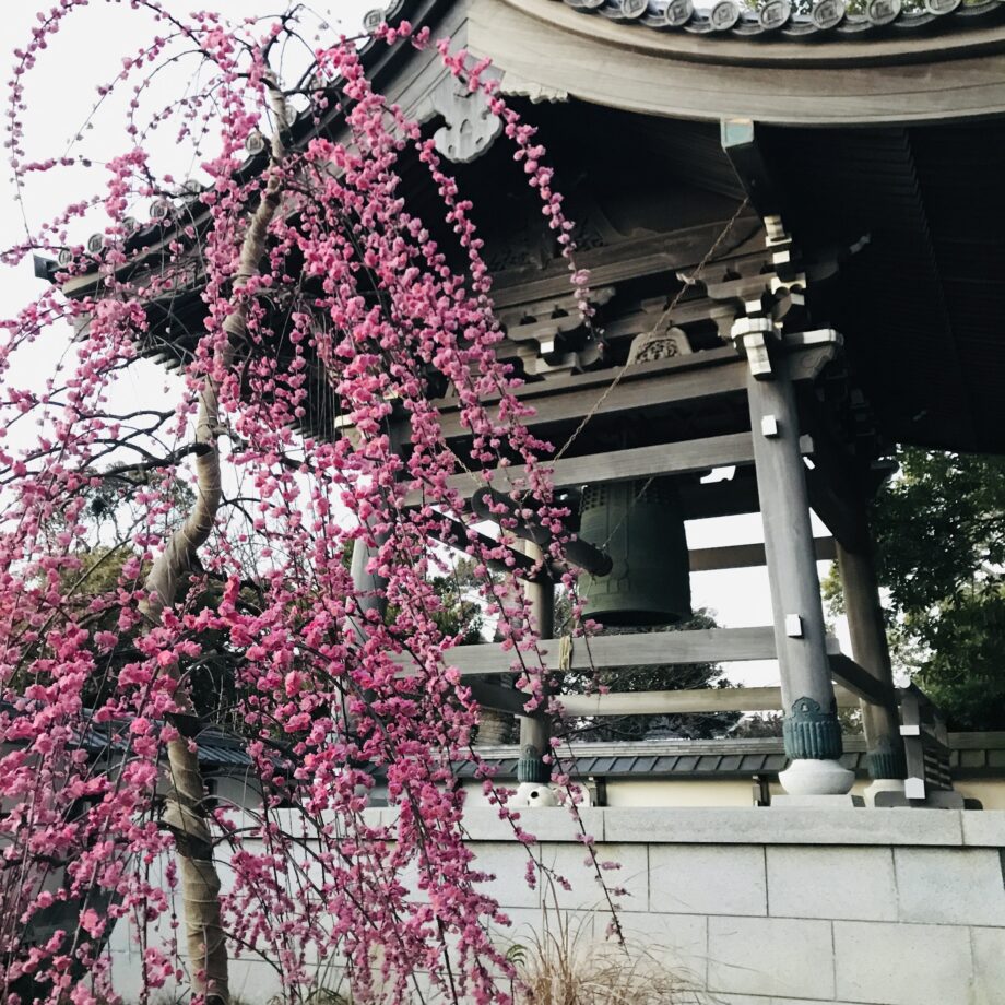 枝垂れ梅の名所・藤沢市常立寺　紅白の梅にうっとり