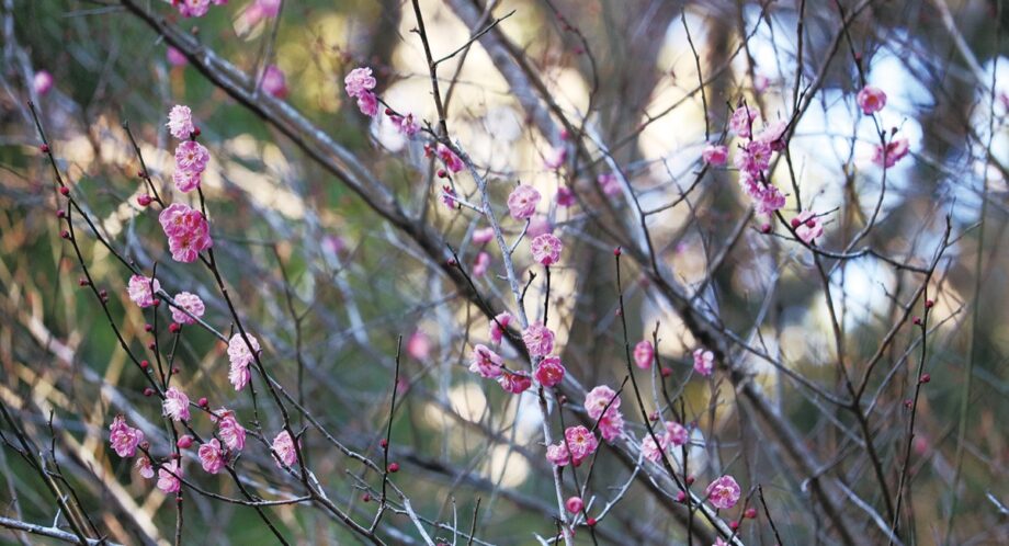 【横浜・緑区】2021年も寒紅梅が咲き始める 　県立四季の森公園