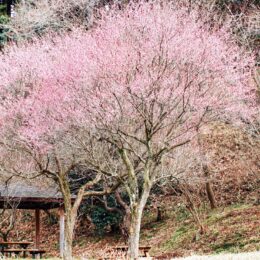 春近し匂い香る紅梅が咲き始めましたー町田市小山田緑地：梅木窪分園