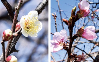 2021年も2月下旬が見頃　春の訪れ告げる花（海老名市相模三川公園）