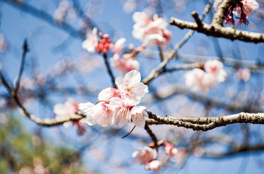 冬に咲く「寒桜」＠相模原市南区：県立相模原公園