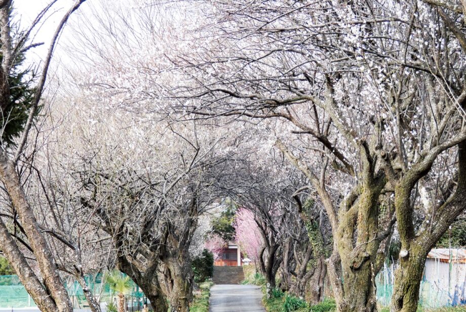【秦野でお散歩】香雲寺で春散策　200ｍ続く梅林トンネルの見ごろは？