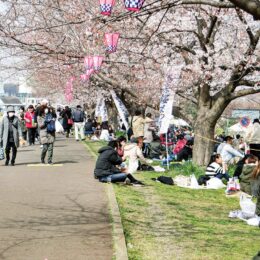 【開催中止】「鴨居桜まつり」2020年に続きコロナで2021年も中止決定