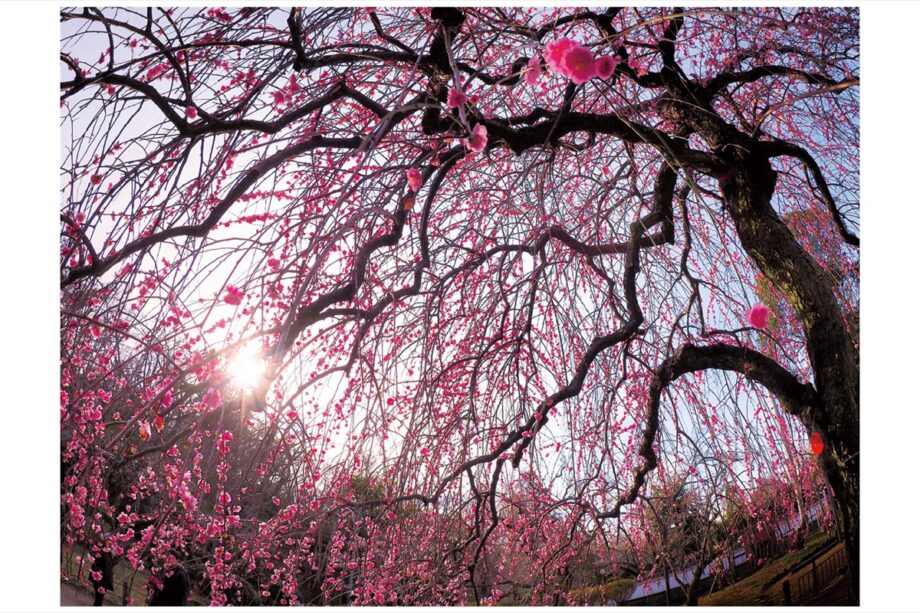 【横浜市】港北区内で撮影した区の花「梅」の写真を募集「２０２１こうほく梅の写真コンテスト」