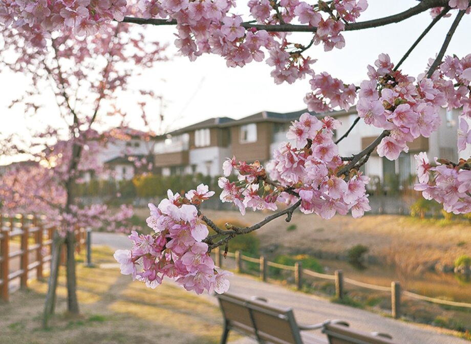 【秦野でお散歩】今泉あらい湧水公園 河津桜が見ごろに