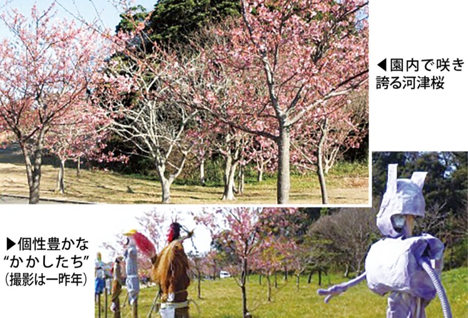 暖かさに誘われて観音崎公園で桜咲く