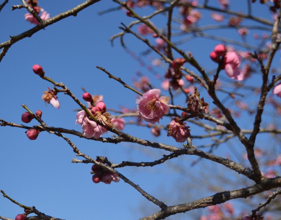八重寒紅や大輪緑萼など　梅の開花＠横浜市旭区・こども自然公園