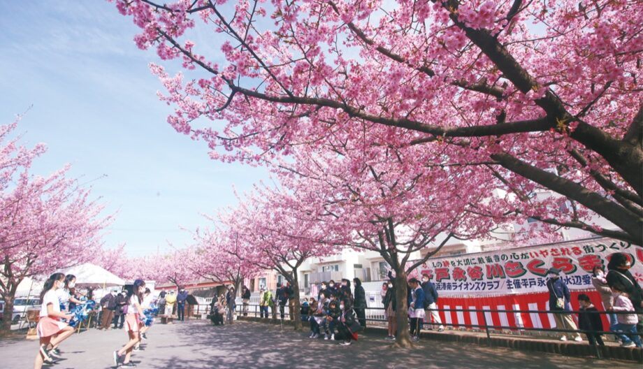桜 東京 河津 カワヅザクラ