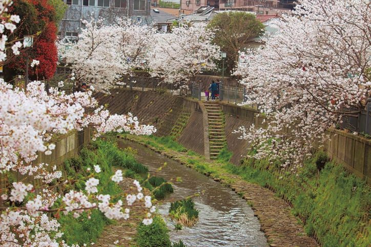 弘明寺からみなとみらいの大岡川沿いで「お花見ウォーキング」途中参加・離脱も可