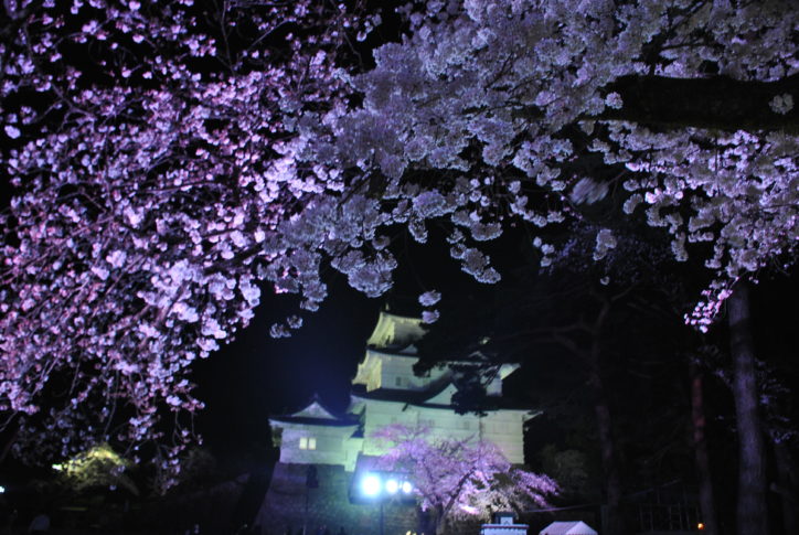 2024年も小田原城桜のライトアップとぼんぼり点灯で夜桜を満喫！