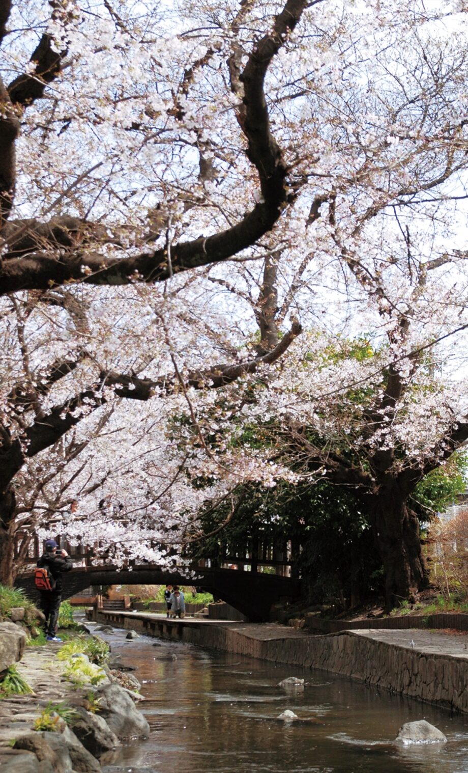 60年余紡ぐ桜並木が見頃 、2キロ400本の桜が水辺を彩る＜川崎・二ヶ領用水宿河原堀＞