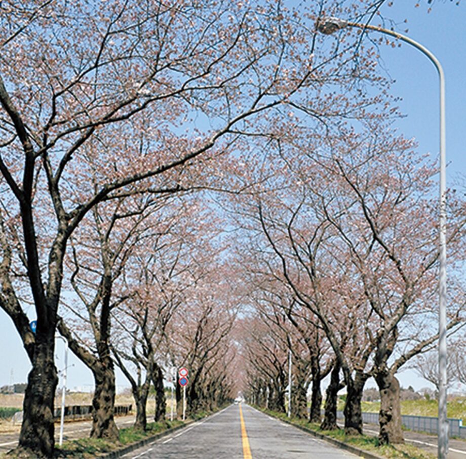 【事前申込不要】横浜市でウオークイベント「瀬谷のさくら巡り」全長およそ６Kmのコース＠せや・ガイドの会