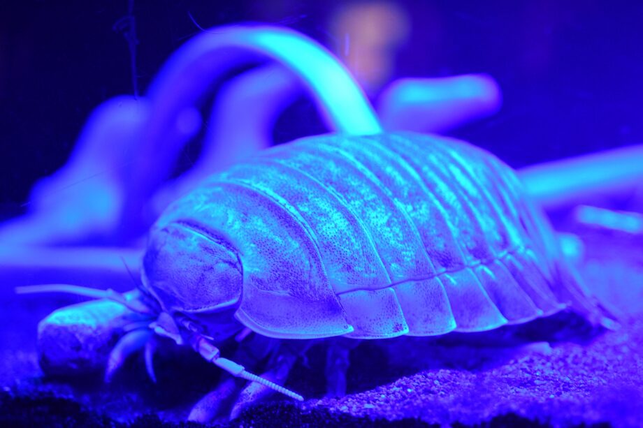 深海生物50種５００点以上「深海生物まつり」開催中＠横浜・八景島シーパラダイス