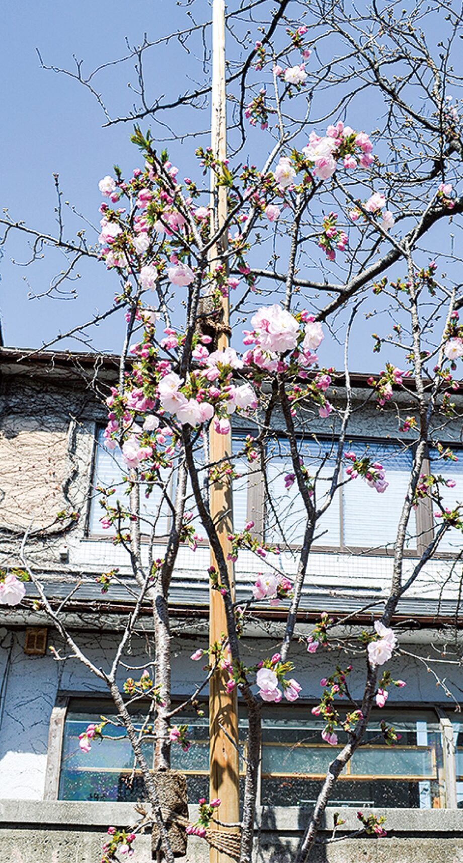 鎌倉駅西口広場の桜『桐ケ谷』が開花 　見ごろは3月下旬～4月上旬