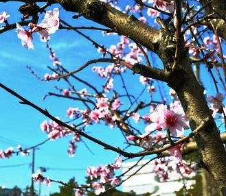 お花がそっくり？桜じゃなくてアーモンドの花なんです！＠平塚市