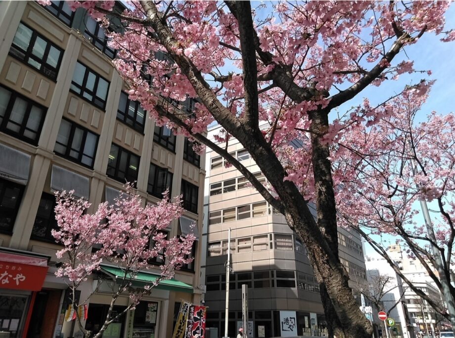 横浜の桜が開花 混雑避けて、お花見を【中区西区】