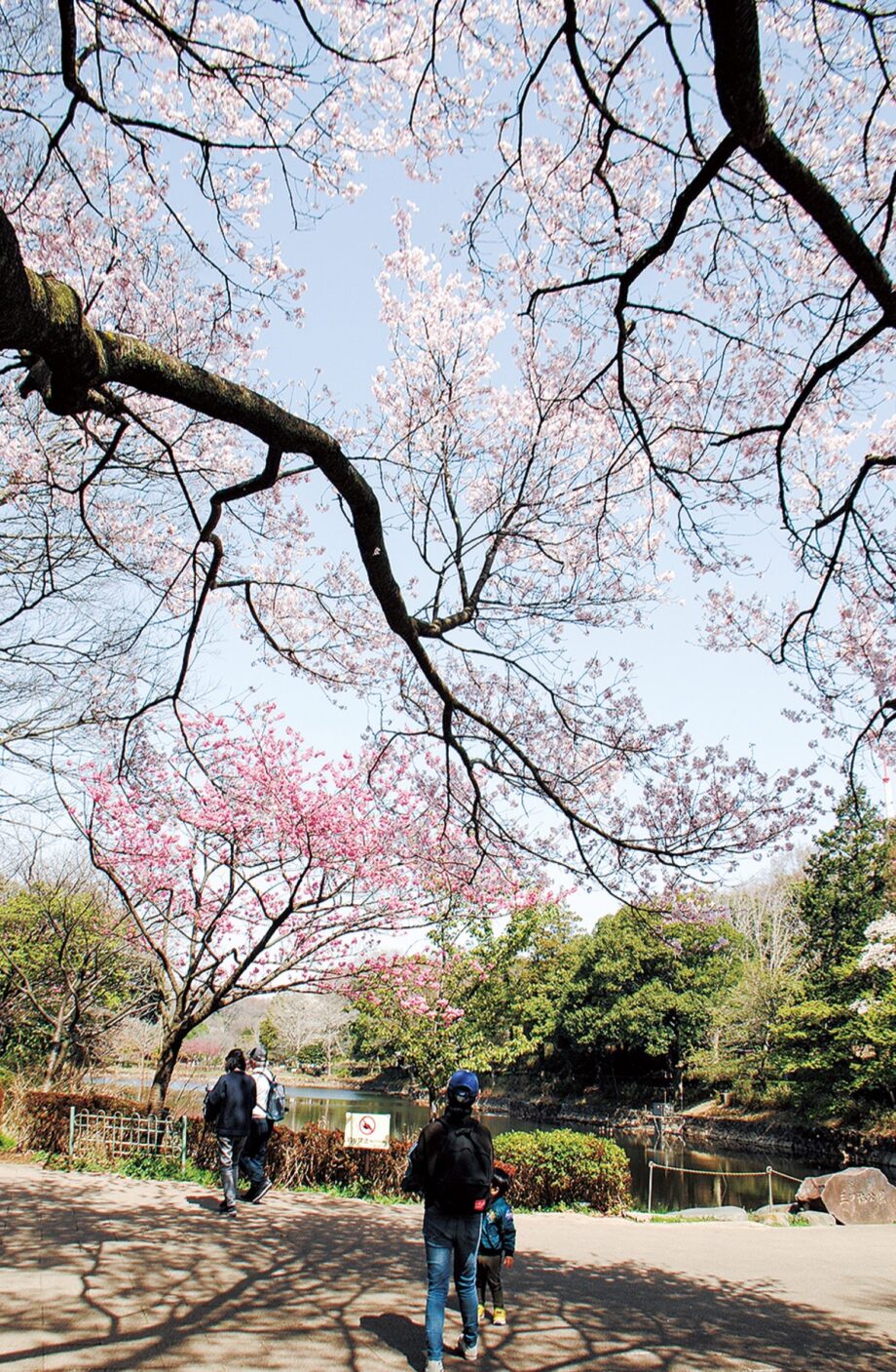 日本さくら名所100選「三ツ池公園」桜78品種が順次4月下旬まで楽しめる「宴会は自粛を」（横浜市鶴見区）