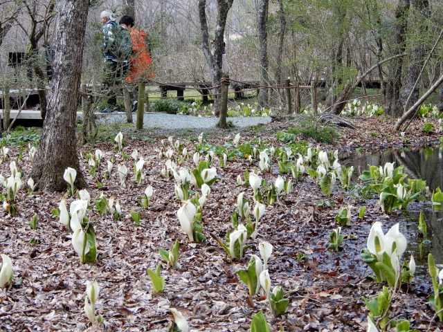 【箱根湿生花園】令和３年度は３月20日より開園！箱根に春の訪れを告げる水芭蕉が見頃です！