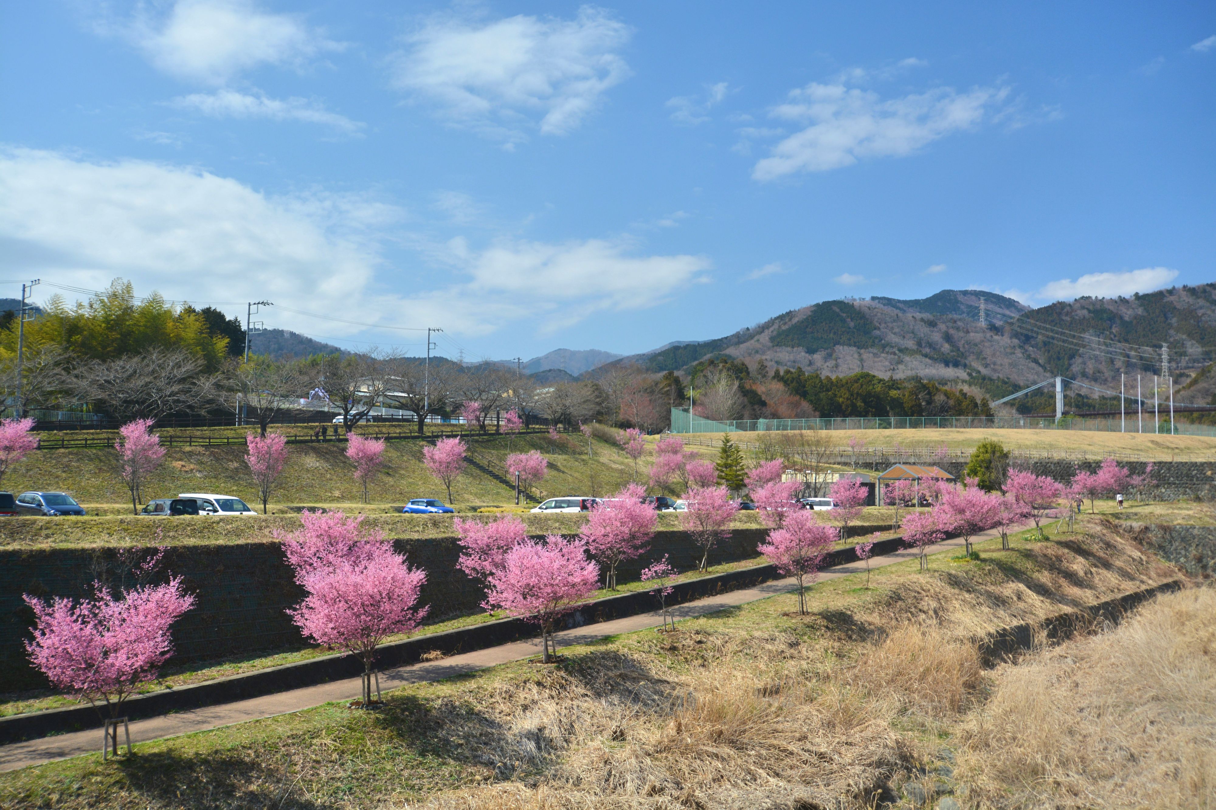秦野でお散歩 季節の花など1年通じてぶらり散策スポットをご紹介 神奈川 東京多摩のご近所情報 レアリア