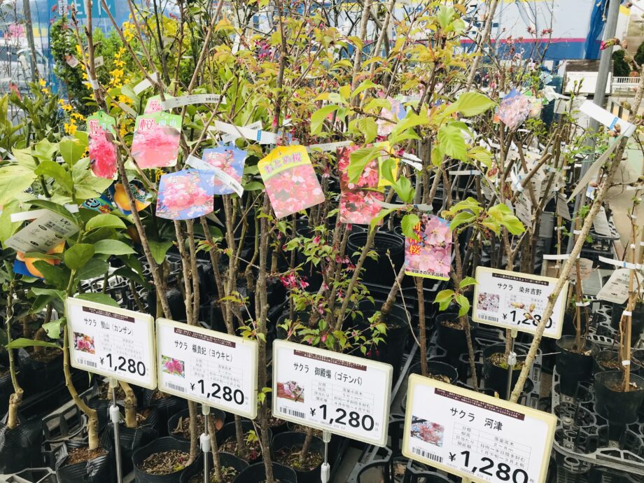 桜の苗木の販売 カインズ秦野店 秦野市 神奈川 東京多摩のご近所情報 レアリア
