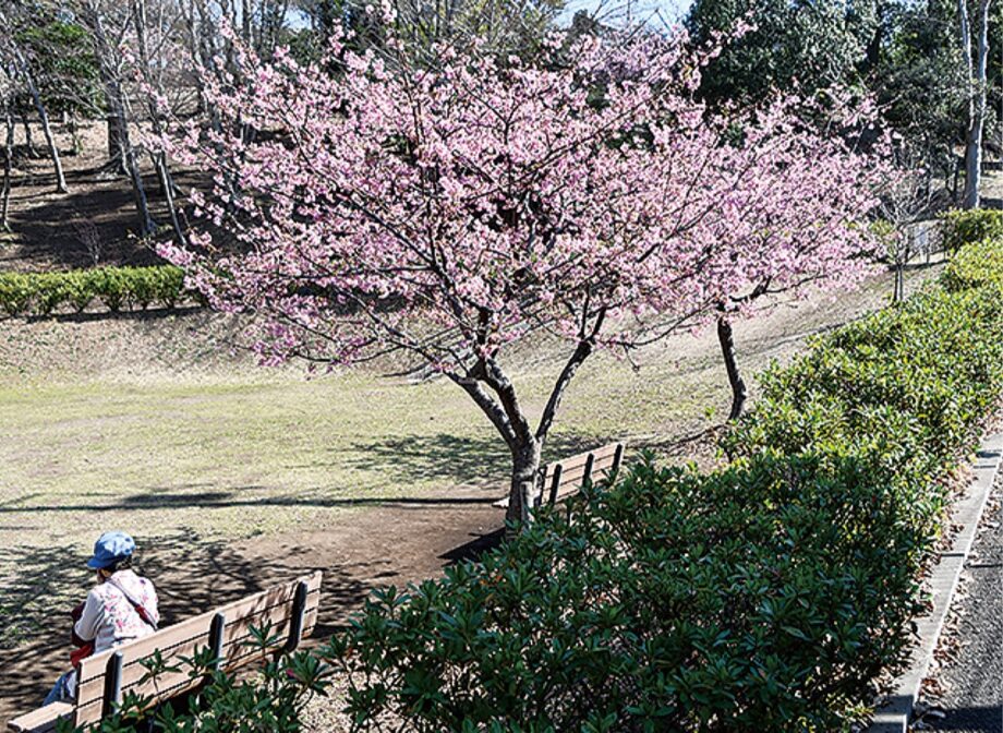 桜の季節はじまる（綾瀬市小園公園）