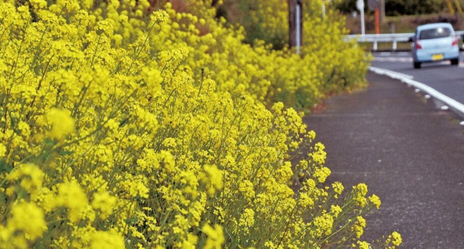 山北町の県道沿い（南原古墳群周辺）が黄一色に！菜の花が見頃