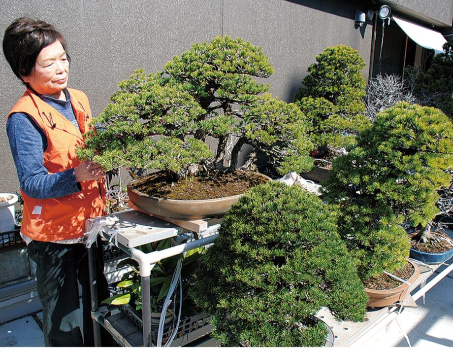 小さな盆栽展〜貴重盆栽の展示も〜横浜市鶴見区「りびんぐしょっぷ木曽屋」