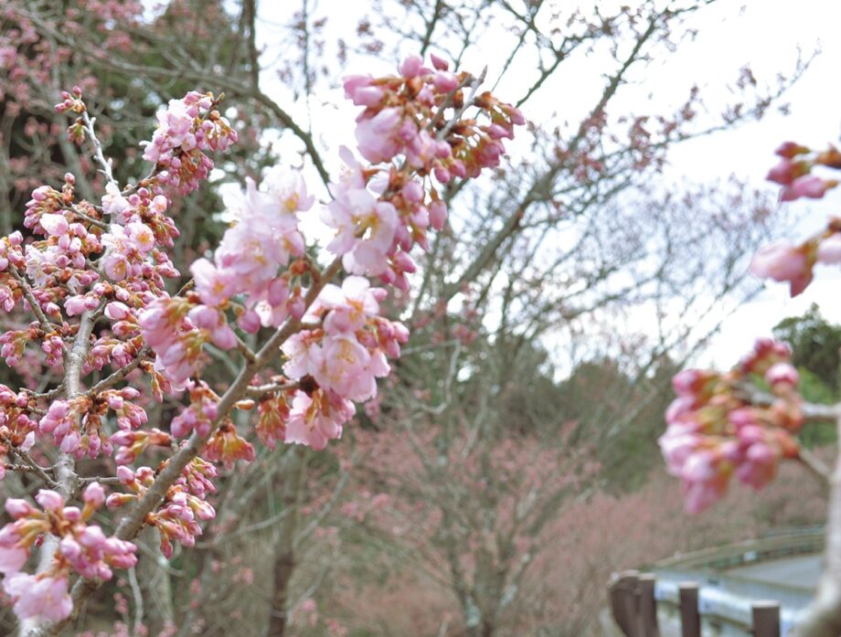 【秦野でお散歩】寺山の春めき桜が開花